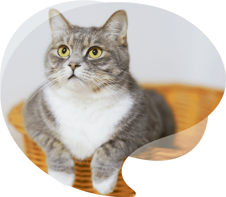 신세레 반려동물용품(주)【Sincere Pet Products Co., Ltd.】